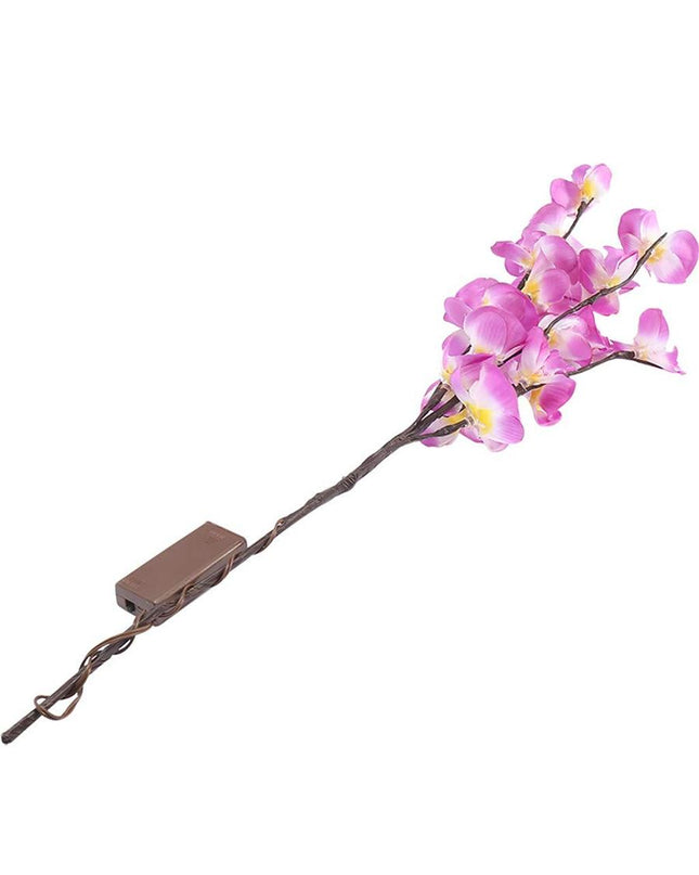 Orchideen Zweig Licht