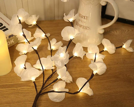 Orchideen Zweig Licht