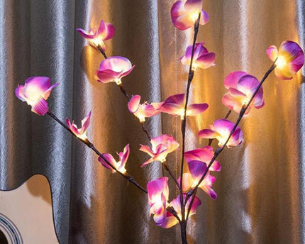 Orchideen Zweig Licht
